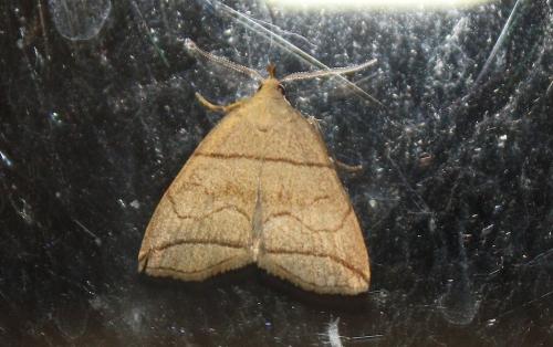 Herminia grisealis